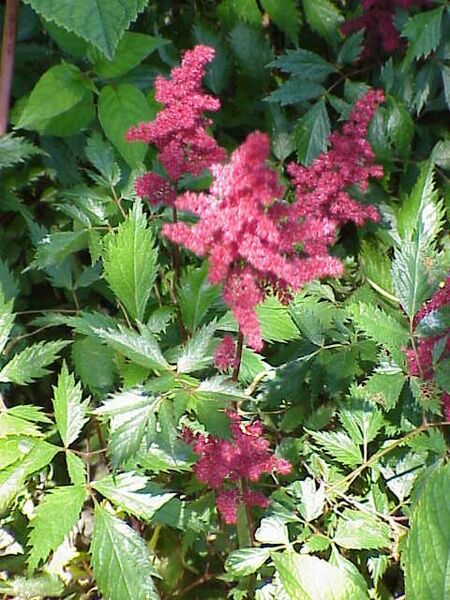 ملف:Astilbe arendsii1.jpg