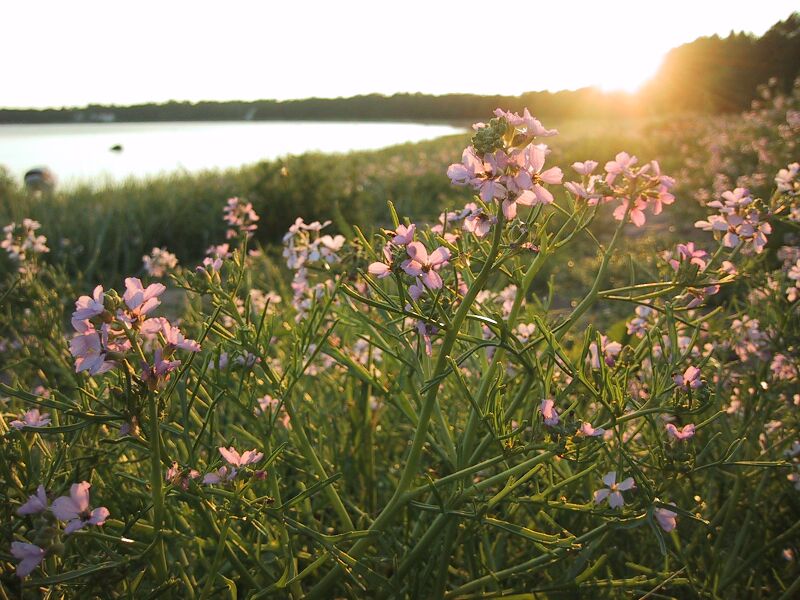 ملف:Cakile Maritima.jpg