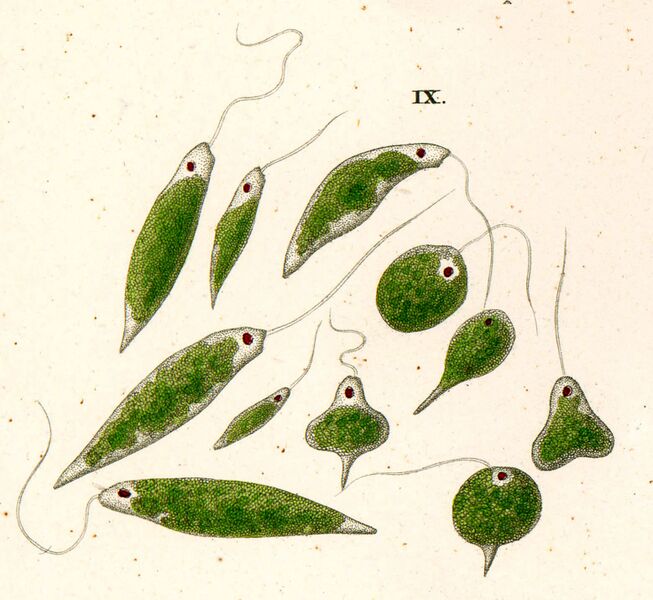 ملف:Ehrenberg euglena viridis.jpg