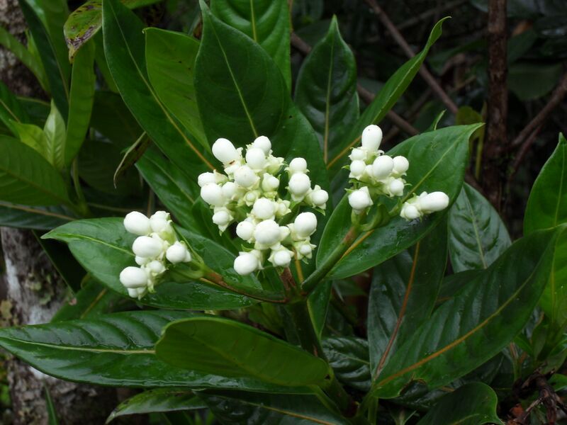 ملف:Gaertnera vaginata buds.JPG