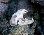 A lion's skull, another typical carnivore