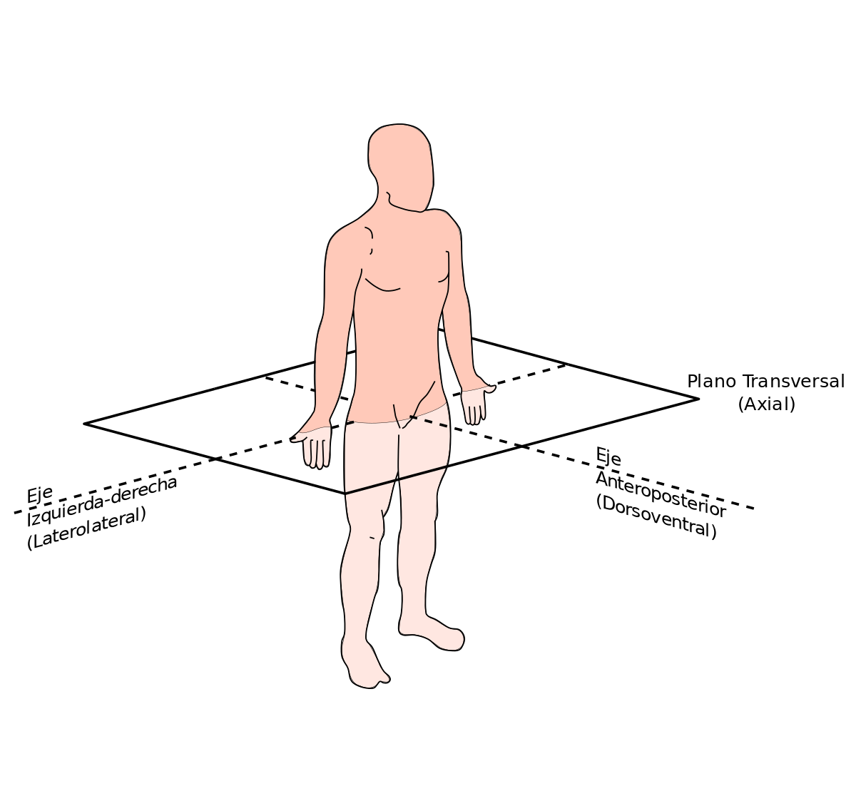 ملف:Plano anatomico Transversal.svg - المعرفة