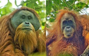 Head and shoulder shots of an adult male and female orangutan