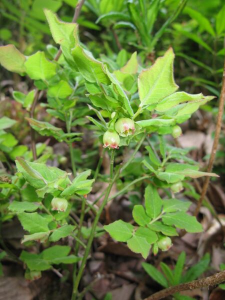 ملف:Vaccinium hirtum 1.JPG