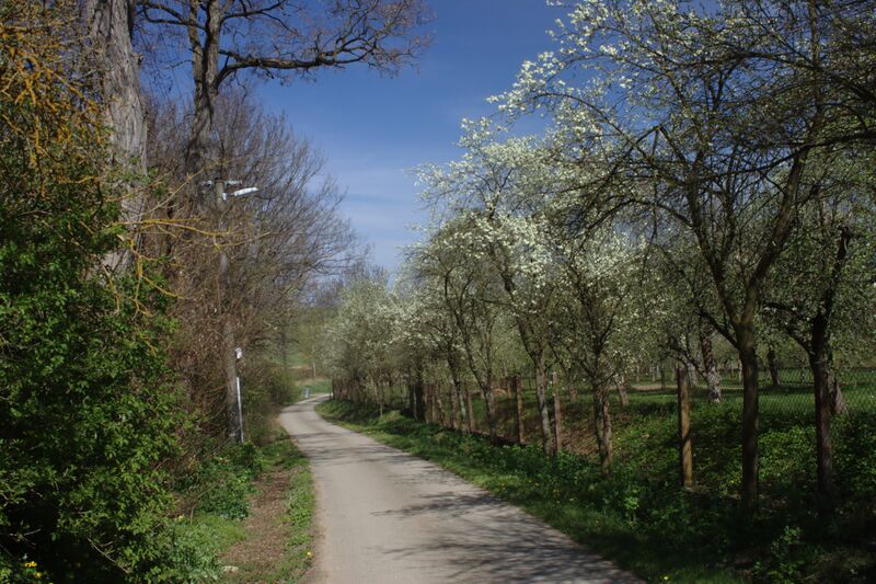 ملف:Buková, silnice IV.jpg