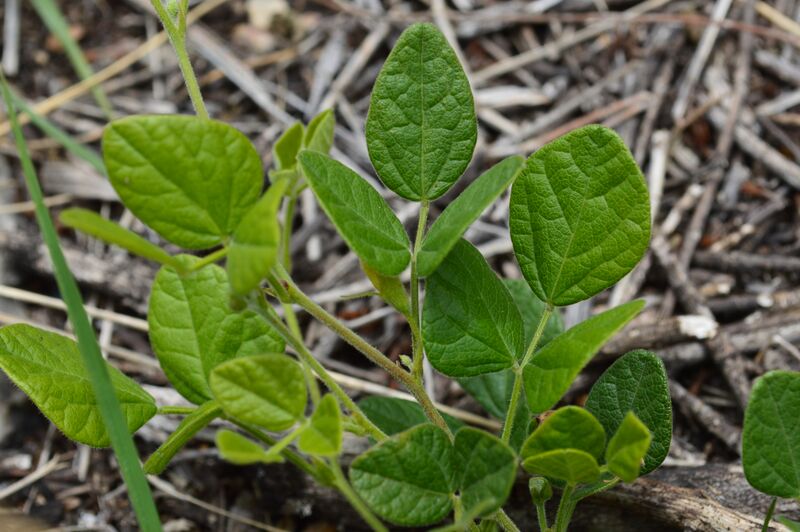 ملف:Manayupa (Desmodium molliculum).jpg