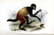 Drawing of black and brown monkey
