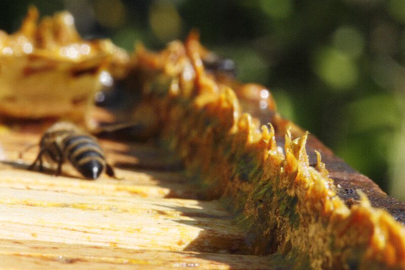 ملف:Propolis in beehives.jpg