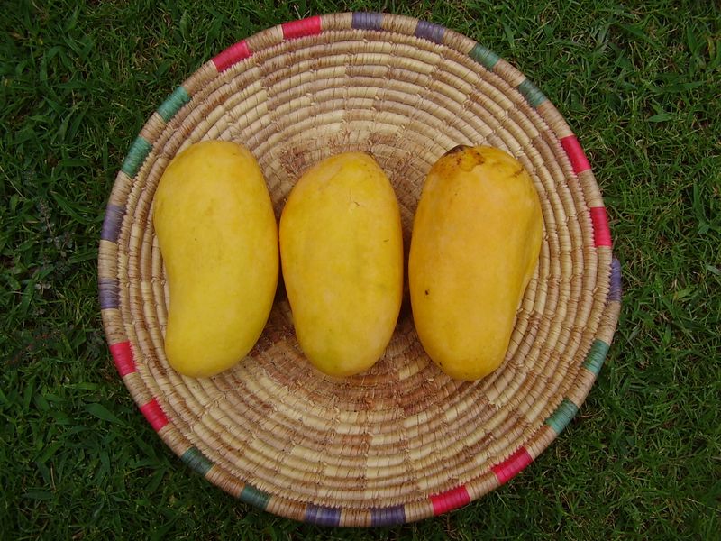 ملف:Sindhri Mango.JPG