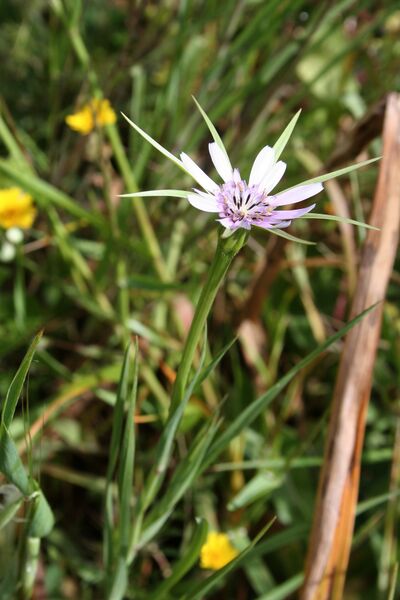 ملف:Tragopogon hybridus1.jpg