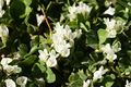 Oneflower clover (Trifolium uniflorum)
