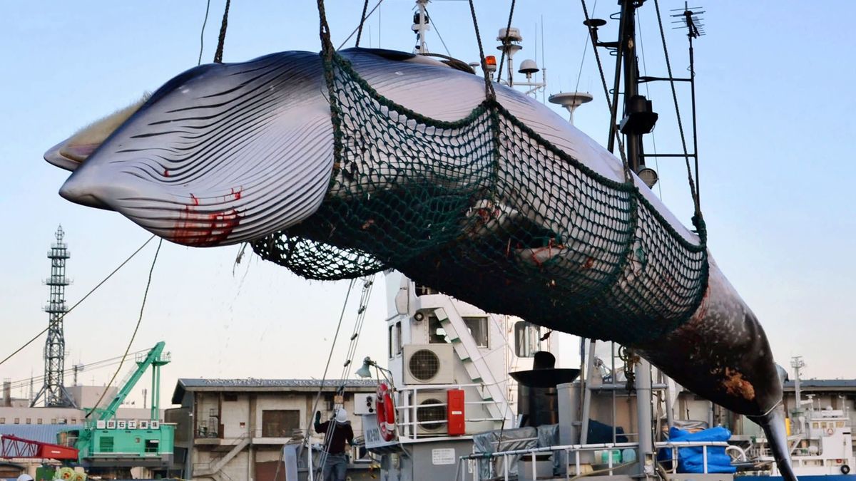 Китови во Јапонија - знаење