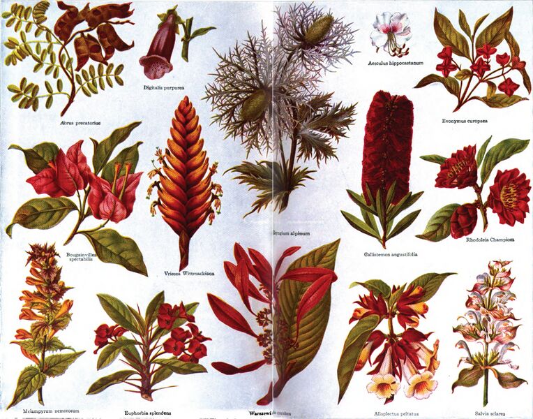 ملف:Americana 1920 Plants Ornamental.jpg