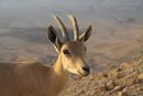 Capra ibex nubiana near Mitzpe Ramon in summer 2011 (4).JPG