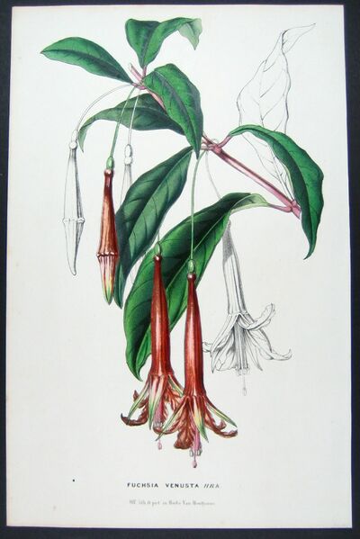ملف:Fuchsia venusta.jpg