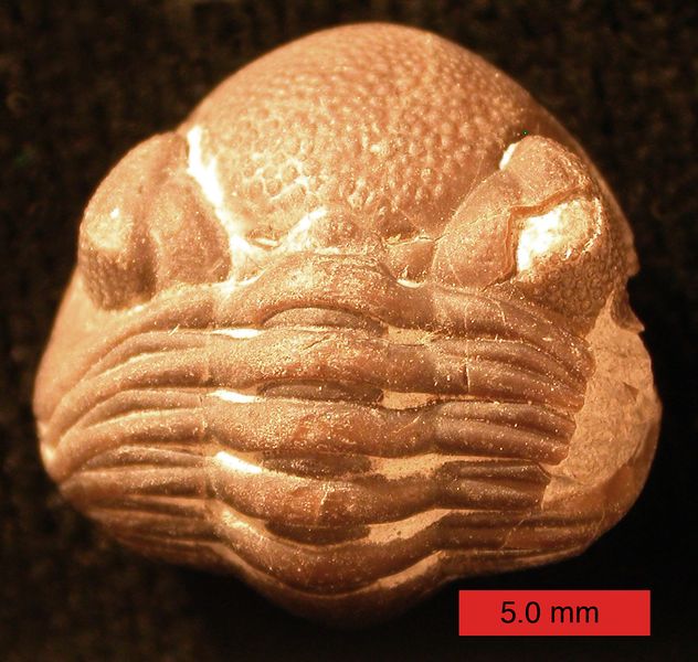 ملف:PhacopidDevonian.jpg
