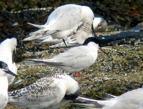 صورة معبرة عن الموضوع خرشنة وردية