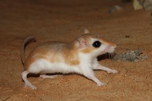 Cheesman's Gerbil 2.JPG