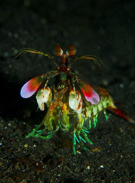 ملف:Mantis shrimp from front.jpg