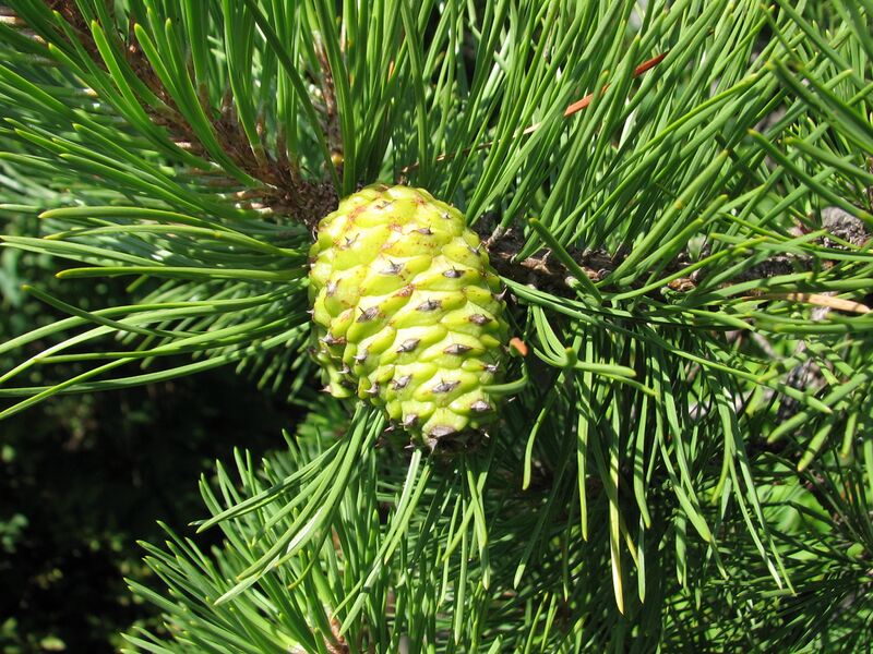 ملف:Pinus rigida cone Linville.jpg