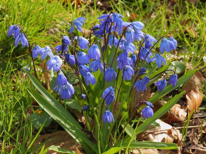 ملف:Scilla siberica..JPG