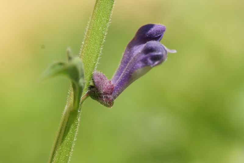 ملف:Scutellaria altissima 03.JPG
