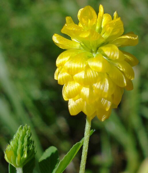 ملف:Trifolium aureum W.jpg