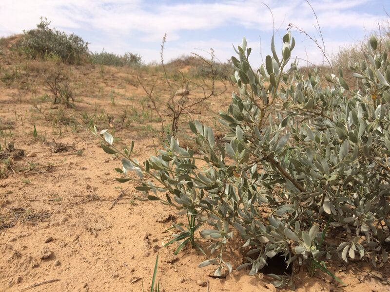 ملف:Ammopiptanthus mongolicus.JPG
