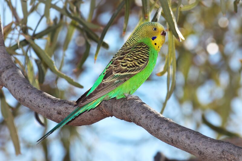 ملف:Budgerigar-strzelecki-qld.jpg