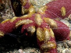 Group of small benthic creeping comb jellies streaming tentacles and living symbiotically on a starfish.