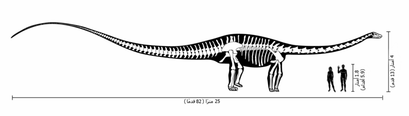ملف:Diplodocus size comparison-ar.png
