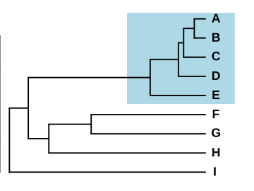 ملف:Phylogeny species complex.svg