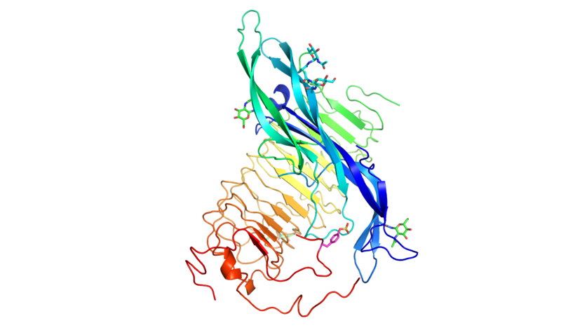 ملف:Structure of FSH-FSHRED.png