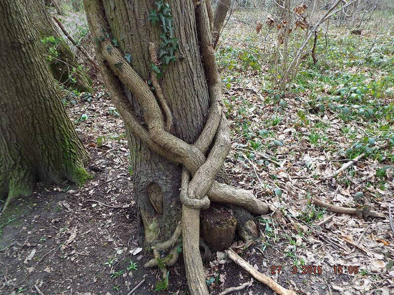 ملف:Woods 294.JPG