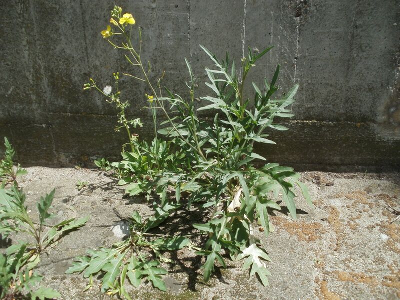 ملف:20120628Diplotaxis tenuifolia1.jpg