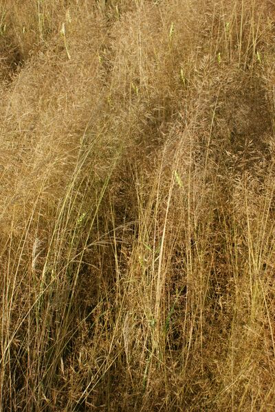 ملف:Apera spica venti kz2.JPG