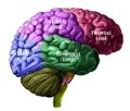 Human brain showing the four major lobes of the cerebrum. Beneath the cerebral cortex are the cerebellum, pons, olive, and medulla oblongata