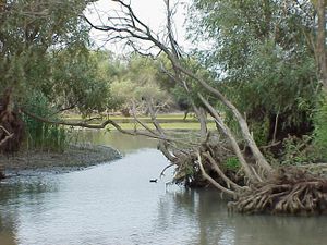 Image from the Danube Delta