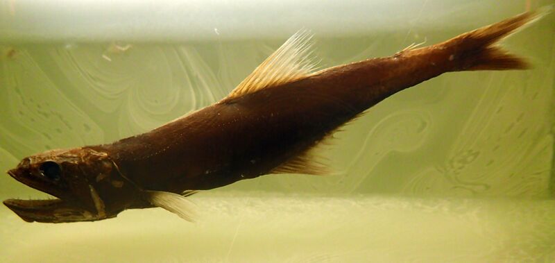 ملف:Kali indica 2.jpg