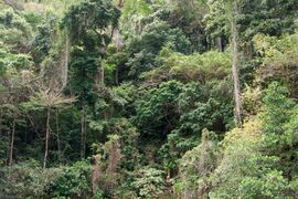 Limestone forest in Bacuit Bay