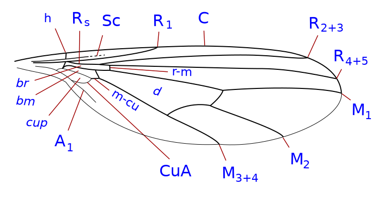 ملف:Parathalassiinae wing veins.svg
