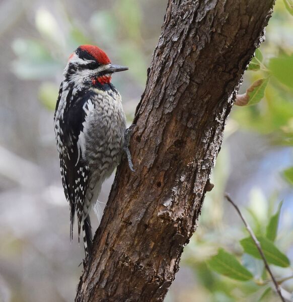 ملف:Red-naped Sapsucker (33214043974).jpg