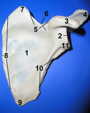 Scapula ant numbered.png