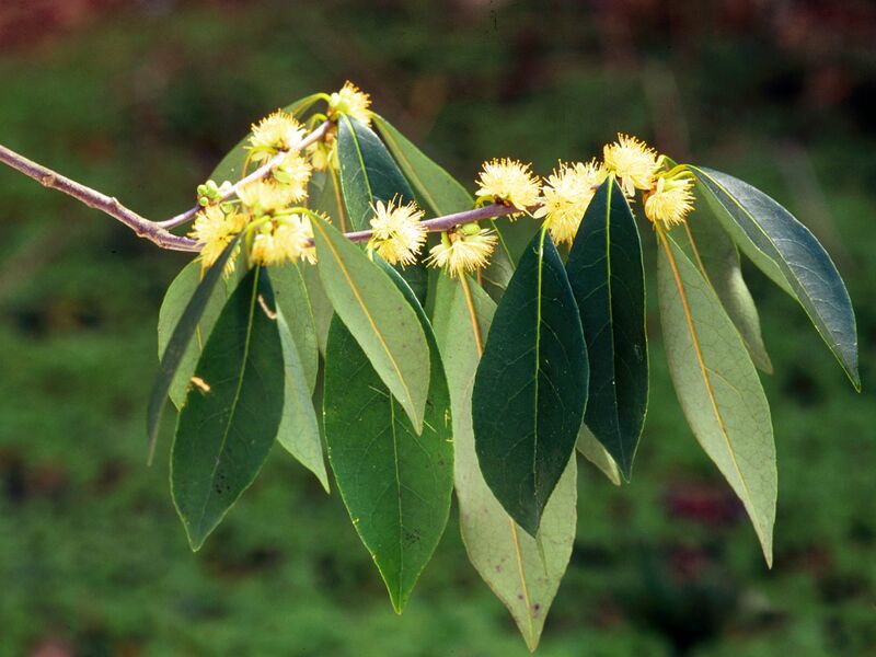 ملف:Symplocos tinctoria 1120592.jpg