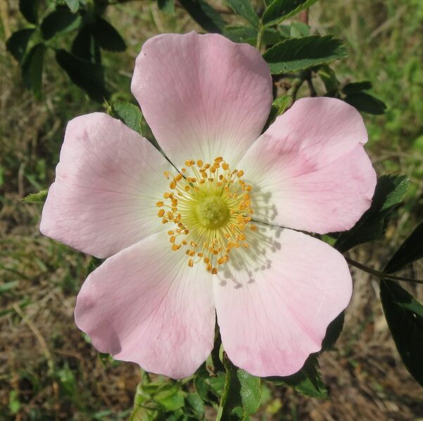 ملف:20140430Rosa canina4 (cropped).jpg