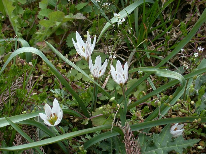 ملف:Amana edulis Amana01.jpg