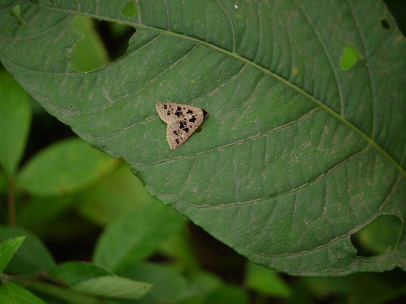 ملف:Anoba pectinata (6188262283).jpg