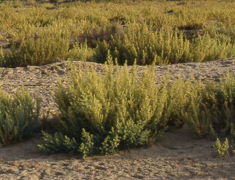 ملف:Bienertia cycloptera.JPG