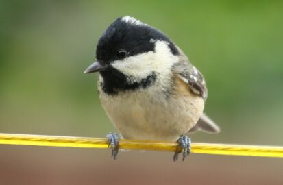Irish coal tit, P. a. hibernicus (note yellowish cheeks and breast)