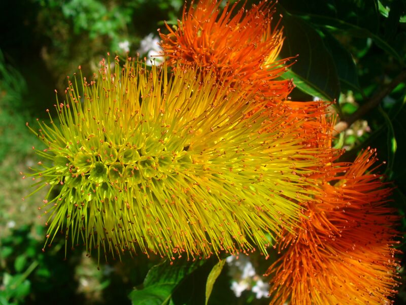 ملف:Combretum fruticosum.jpg